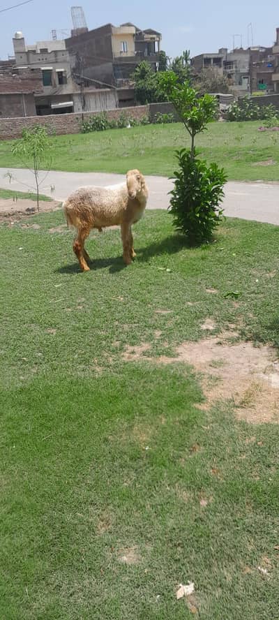 (2) janwer Qurbani ke 2 DANAT full Jawan sheep
