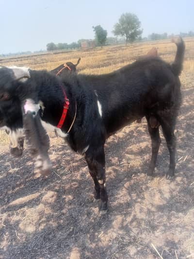 Bakra eid goat black colour
