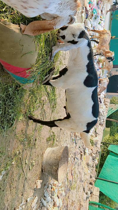 Desi Bakray in G 8 Islamabad