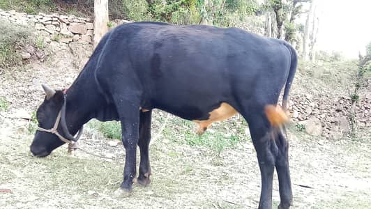Qurbani Buffalo For Sale