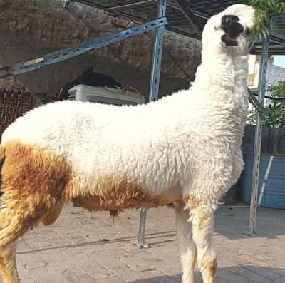 Active Chatra 2026 qurbani for sale