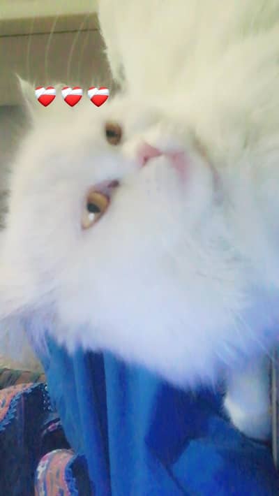 perican cat white colour