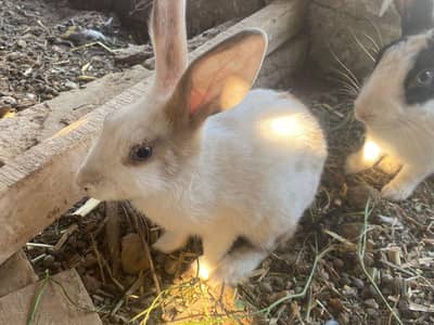 rabit