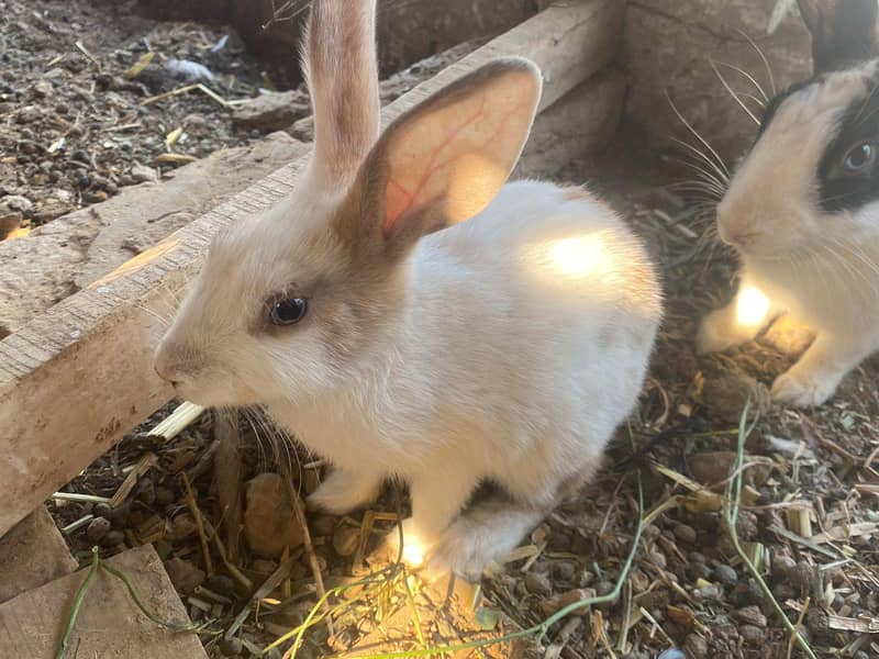 rabit 0