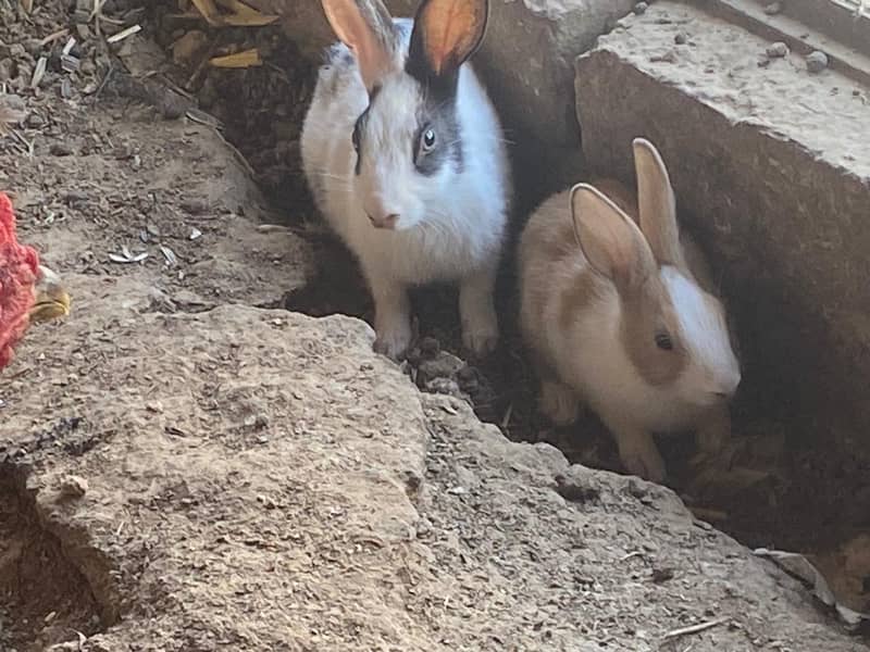rabit 2