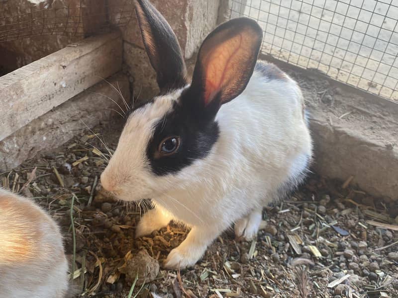 rabit 3
