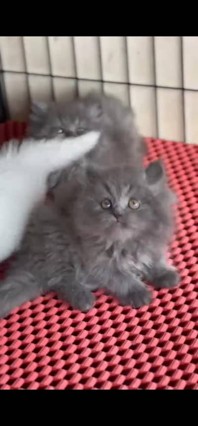 Quality Persian Punchface cat & kitten. moreWhatsApp 03233614642