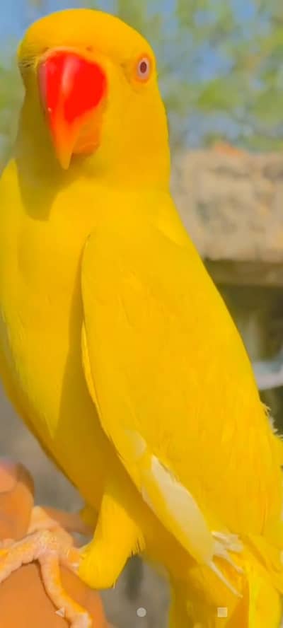 yellow ringneck female taking 0 biite