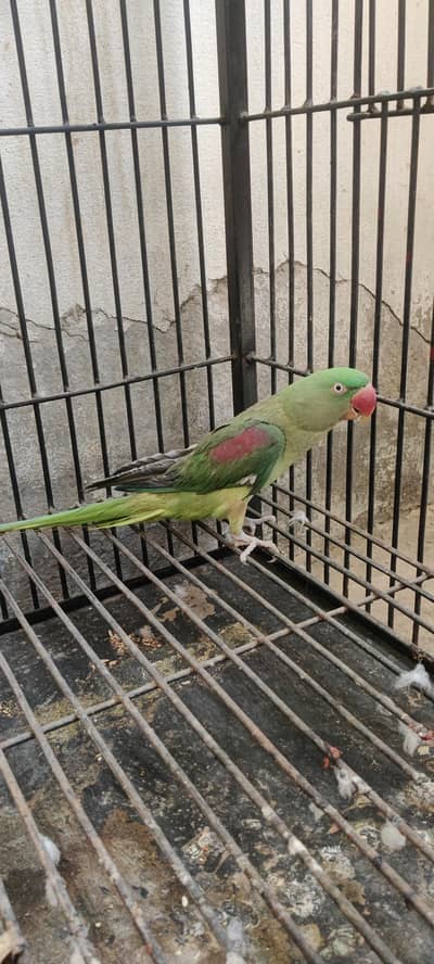 i am sealing my raw parrot