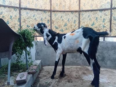 Bakra for qurbani Fatehgarh Lahore 03311071310