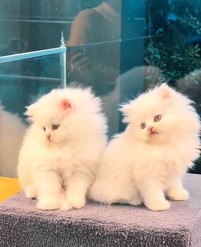Quality Persian Punch   kitten WhatsAp. 03227335071