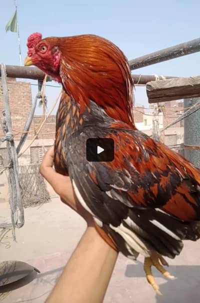 murga for sale ha Whatsapp number 03265213565