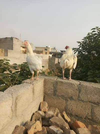 Aseel hera pair  For Sale