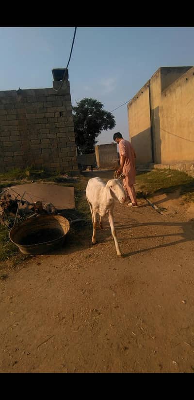 2 dant male