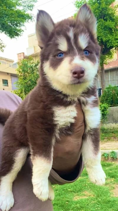 Siberian husky puppy /dog