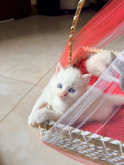 White Persian kittens
