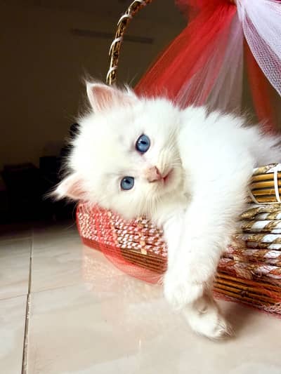 White Persian kittens