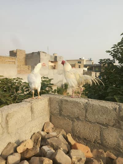 Aseel Hera  for sale