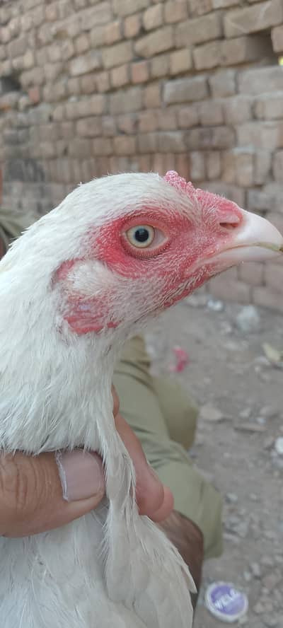 Hera paper white hen
