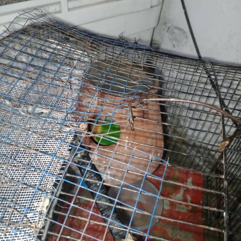 two pair with 1 egg 1