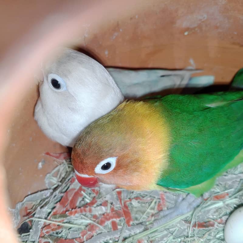 two pair with 1 egg 2