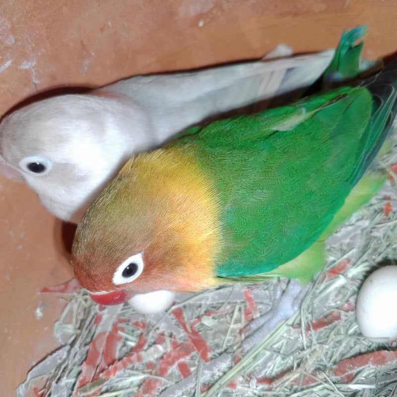 two pair with 1 egg 3