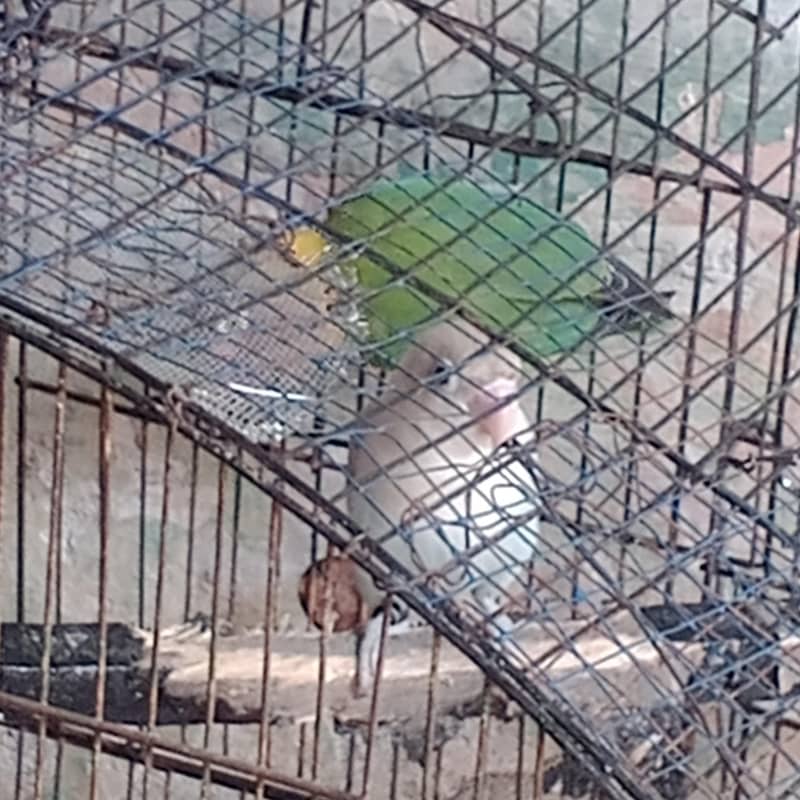 two pair with 1 egg 6