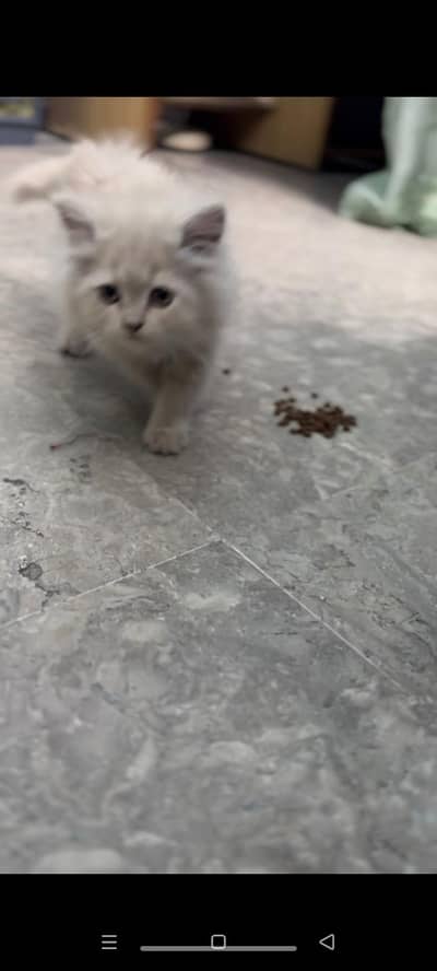 persian cat