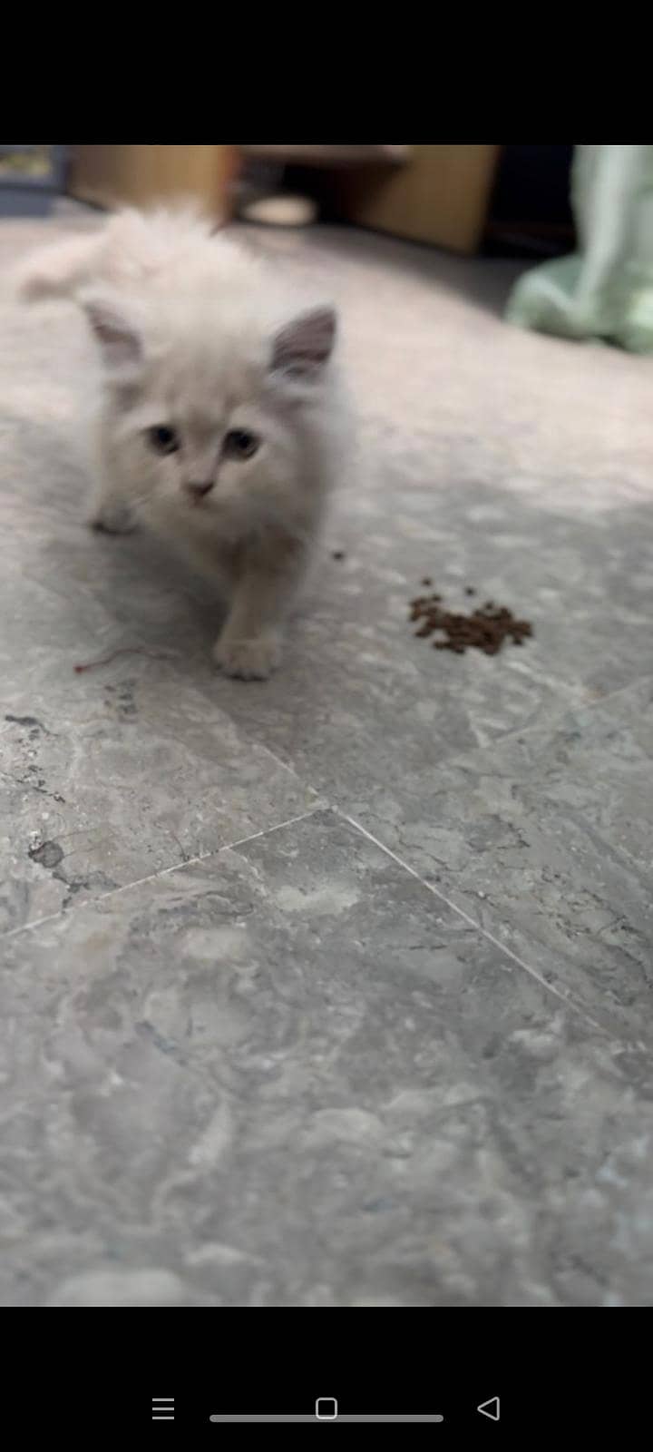 persian cat 0