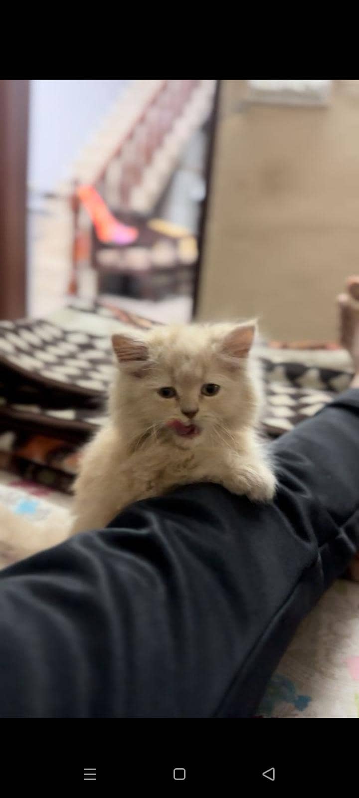 persian cat 2
