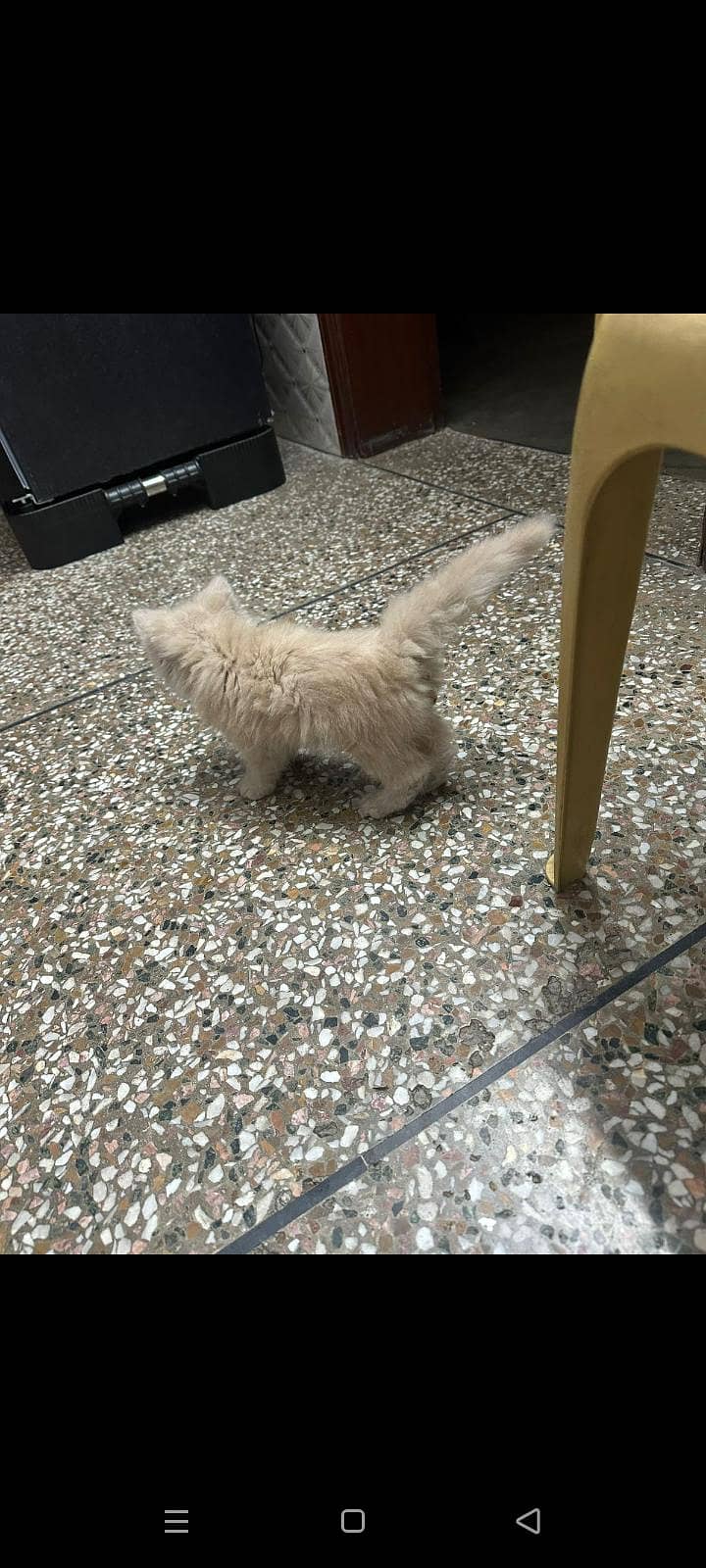 persian cat 3