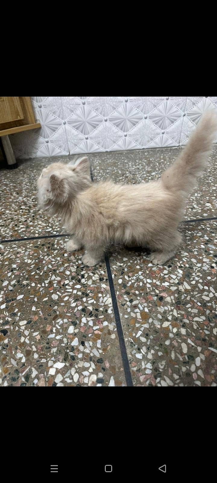 persian cat 4