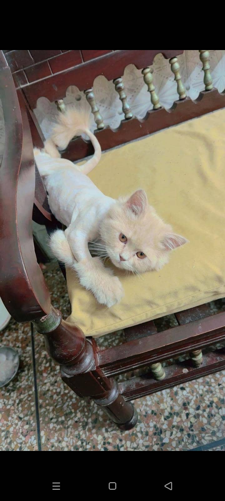 persian cat 5