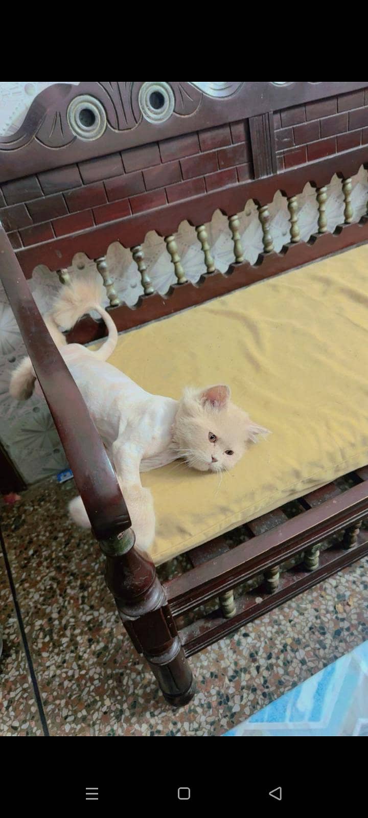 persian cat 6