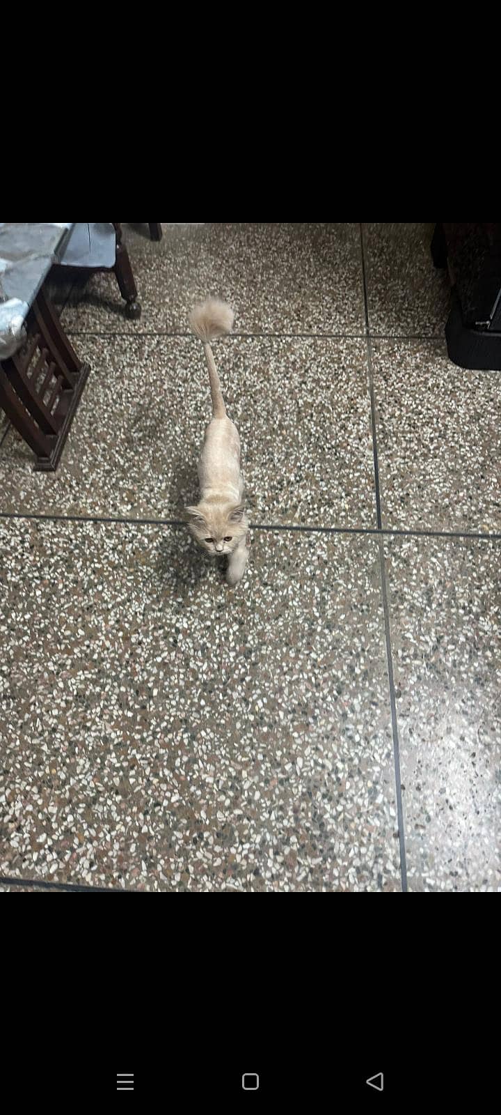 persian cat 7