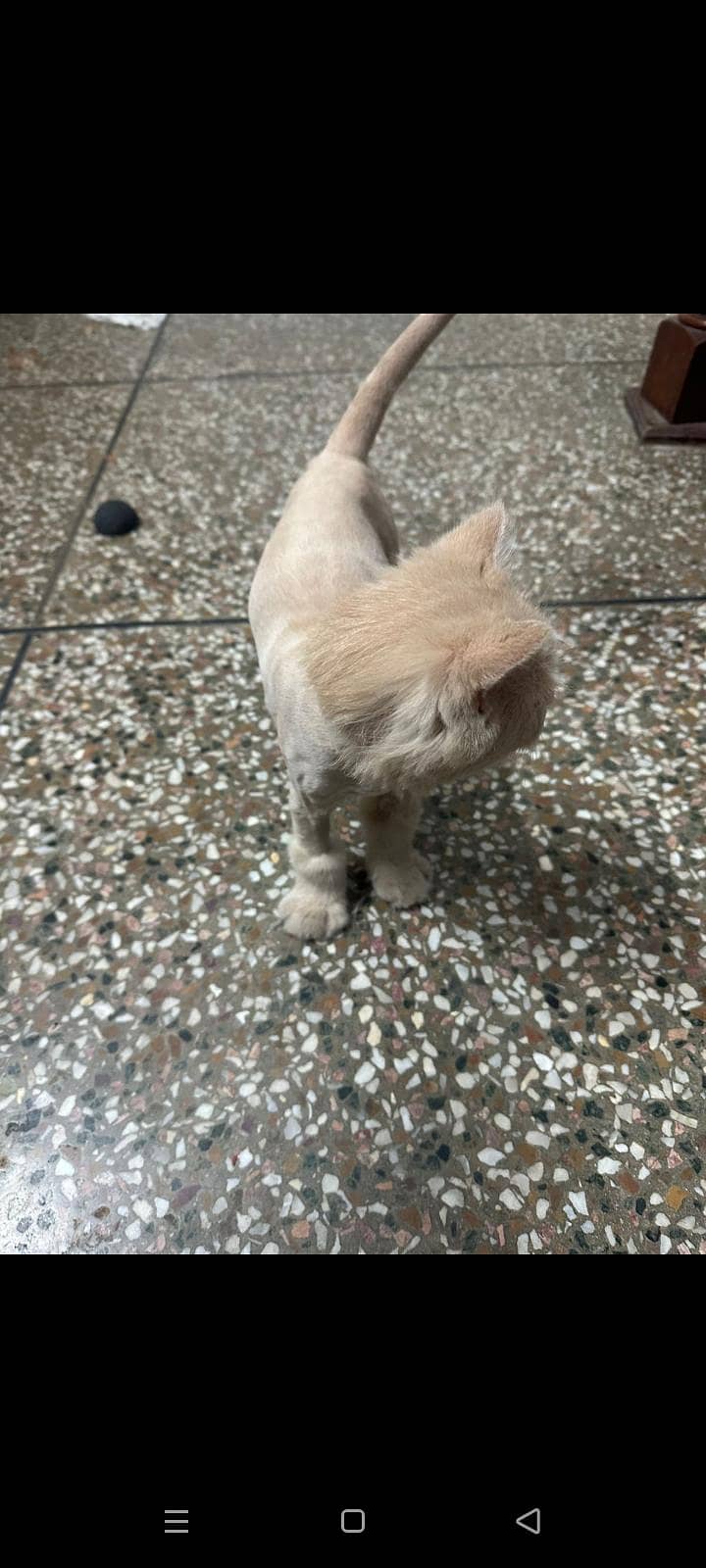 persian cat 8