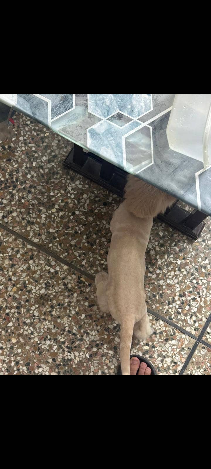 persian cat 9
