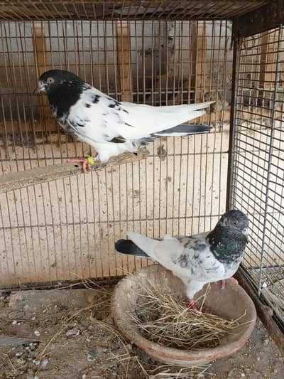 Pure Rampuri pair