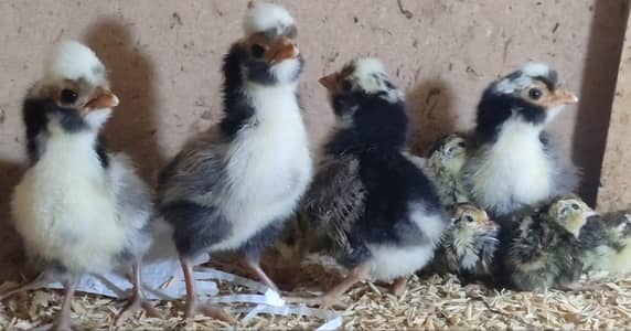 Tolbunt Polish And Batair Chicks