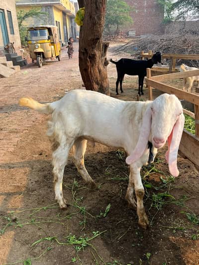 rajanpuri goats | Goats | بکرا | Qurbani janwar 2026