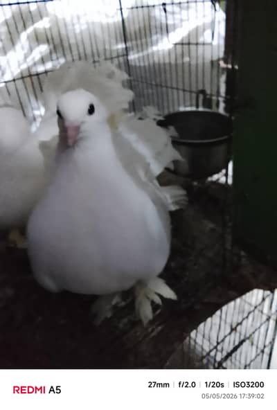 lakkha pair healthy and active