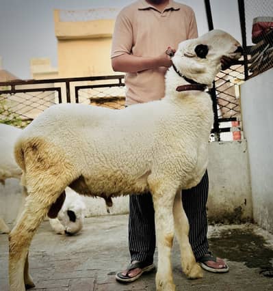 2 Mundra shatra for qurbani 2026