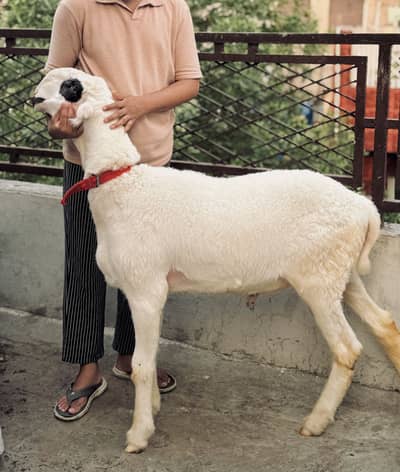 Sheep | Chtra | mundra | Dumba | Qurbani ka chtra | Chtra For Sale