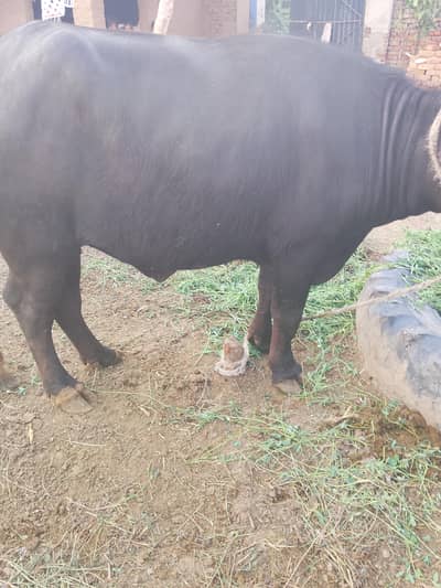 jhoti for sale qarbani wali ha