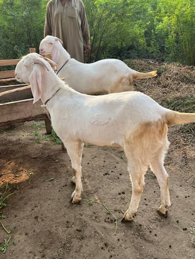 rajanpuri goats | Goats | بکرا | Qurbani janwar 2026