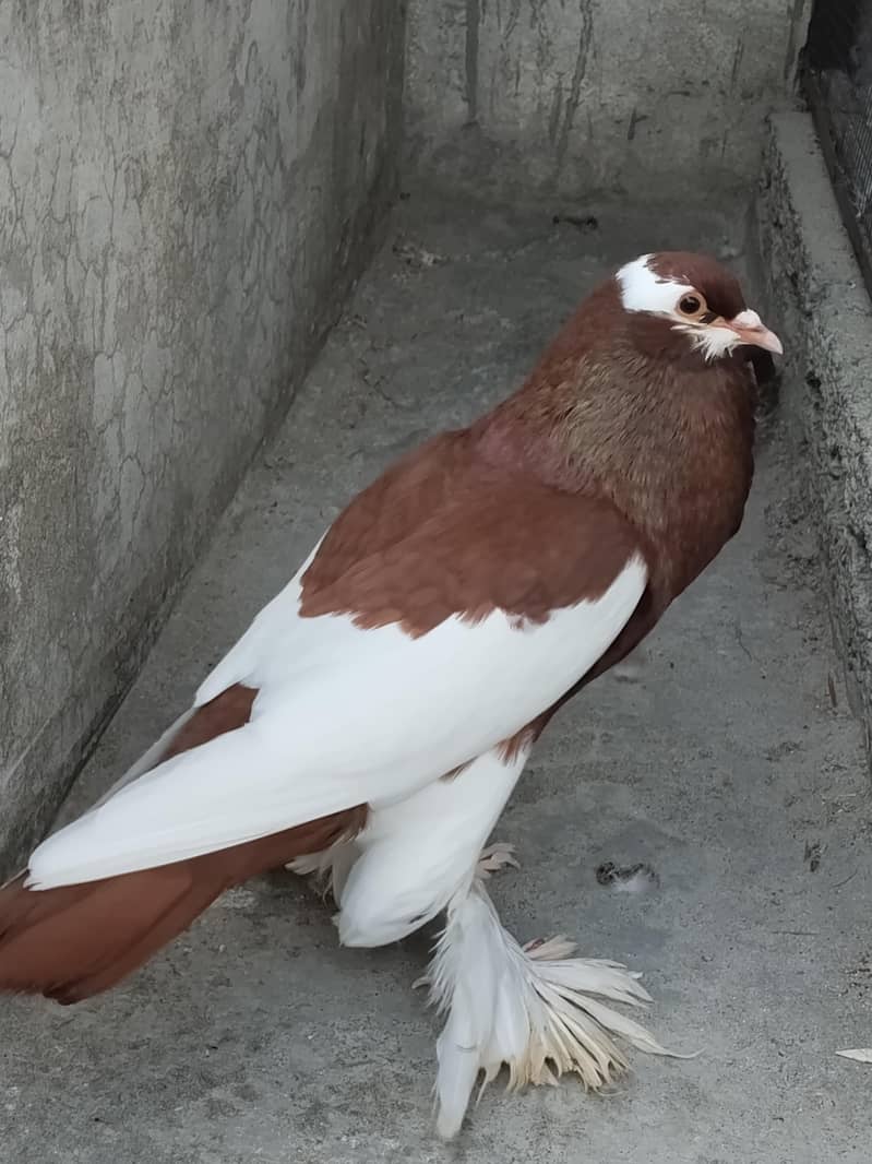 magpie 0