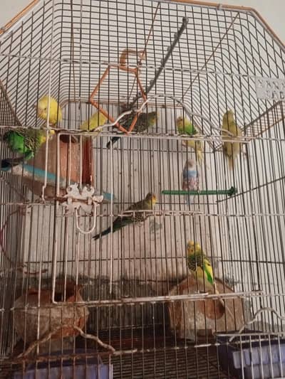 parrots