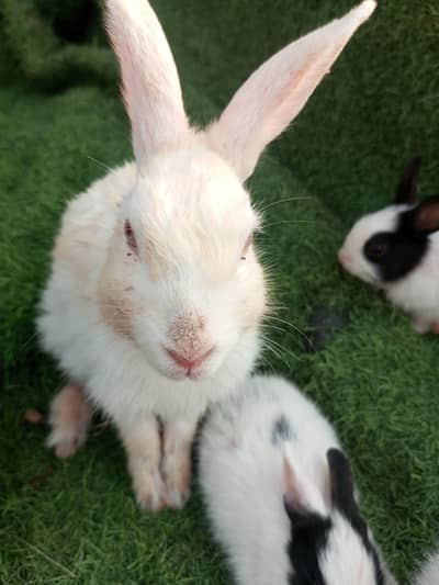 Rabbits 3 kids 1 female mother