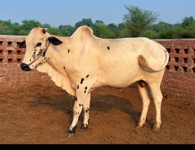 Qurbani bulls For sale