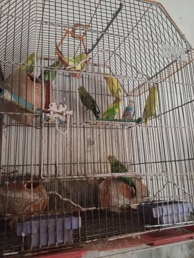 parrots